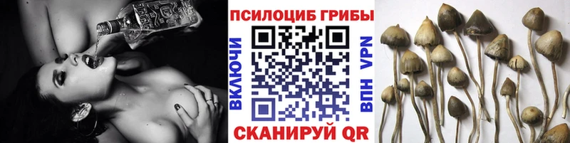 купить наркоту  ссылка на мегу   Псилоцибиновые грибы мицелий  Павловская 